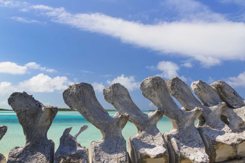 Bahamas, Exuma Island Sperm whale bones art print by Don Paulson for $57.95 CAD