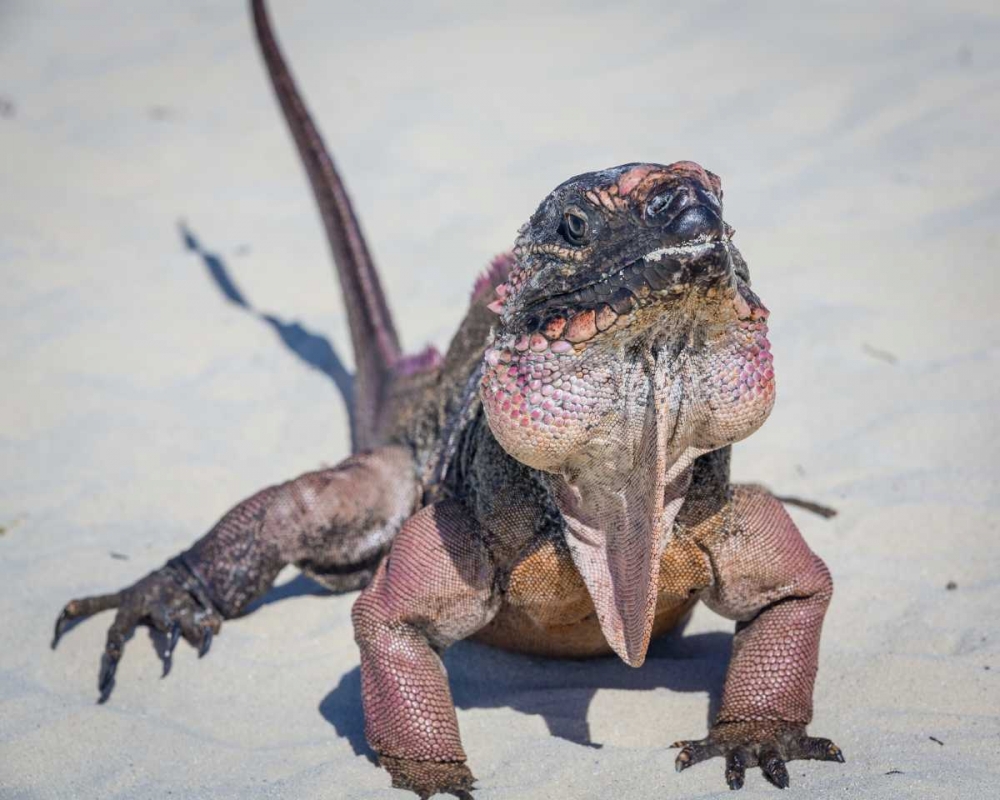 Bahamas, Exuma Island Iguana on beach art print by Don Paulson for $57.95 CAD