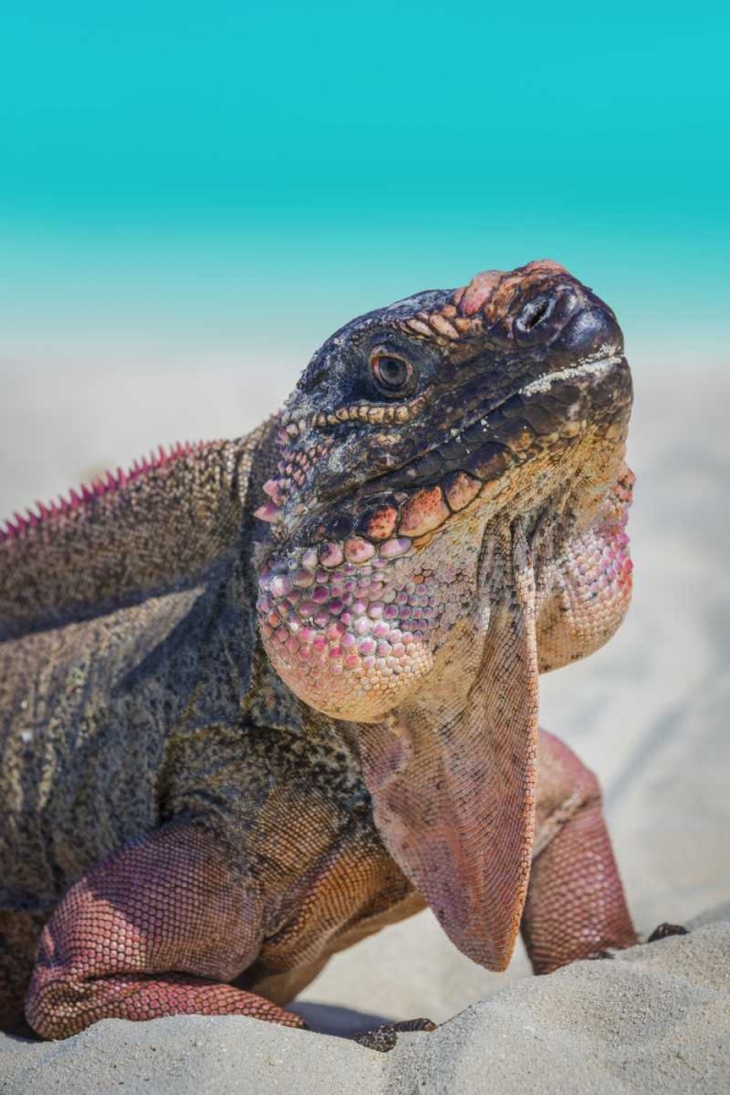Bahamas, Exuma Island Iguana on beach art print by Don Paulson for $57.95 CAD