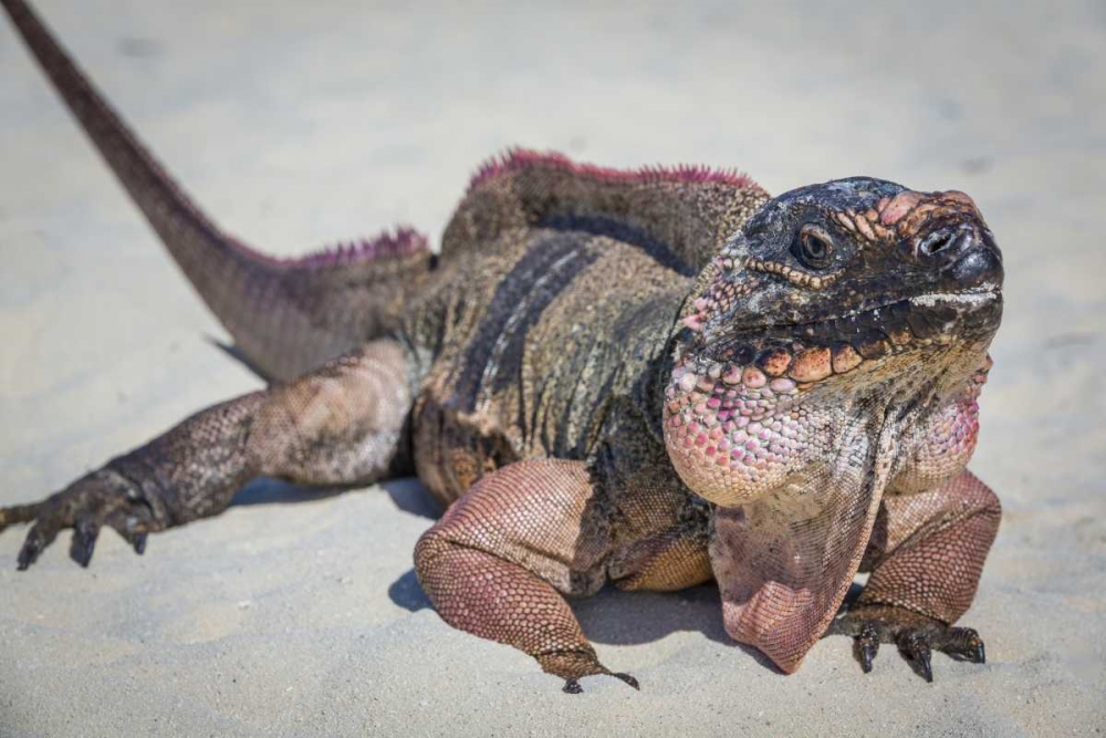 Bahamas, Exuma Island Iguana on beach art print by Don Paulson for $57.95 CAD
