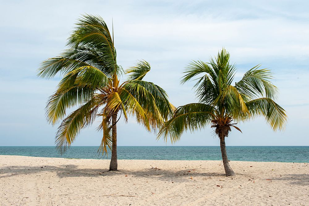 Ancon beach, Cuba. Two palm trees on the shoreline of Ancon beach, Cuba. art print by Alison Wright for $57.95 CAD