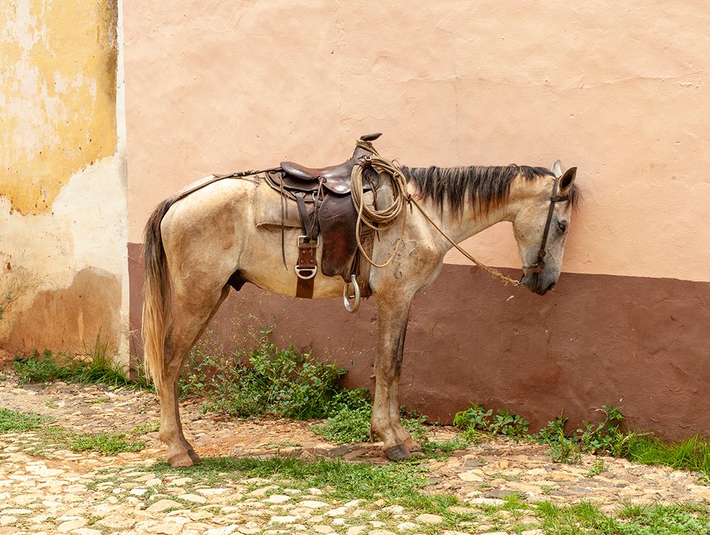 Trinidad, Cuba. An old horse in the streets of Trinidad. art print by Alison Wright for $57.95 CAD
