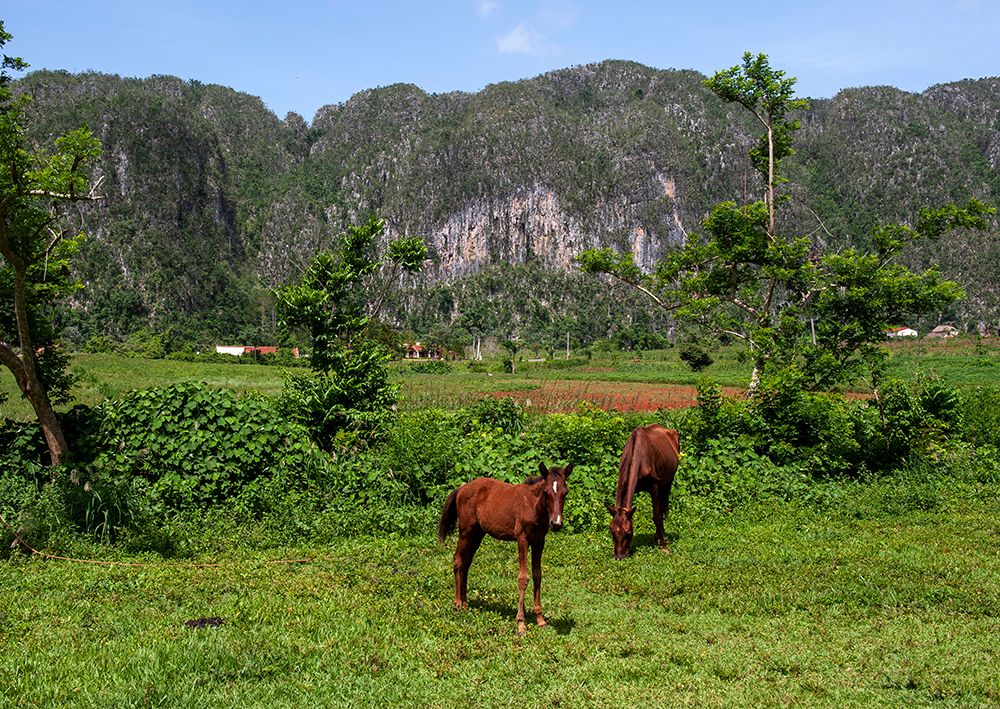 Cuba. Horses graze near a tobacco field in Cuba. art print by Alison Wright for $57.95 CAD