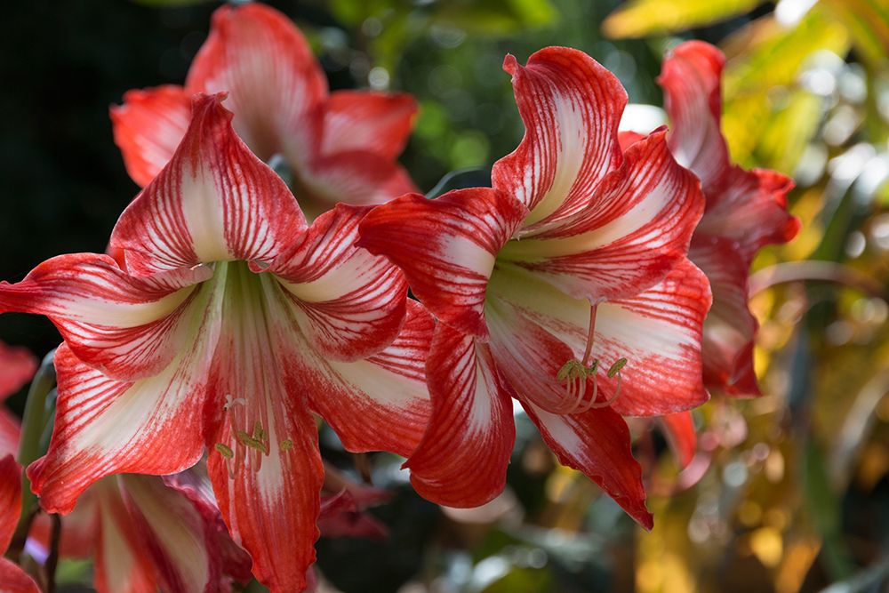 Cuba, Havana. Hotel Nacional de Cuba. Oriental lily. art print by Emily M. Wilson for $57.95 CAD