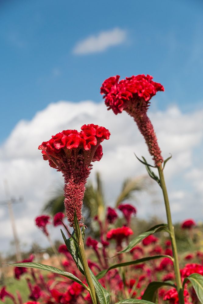 Cuba, Havana. Red, fuzzy flowers, variation of statice flower. art print by Emily M. Wilson for $57.95 CAD