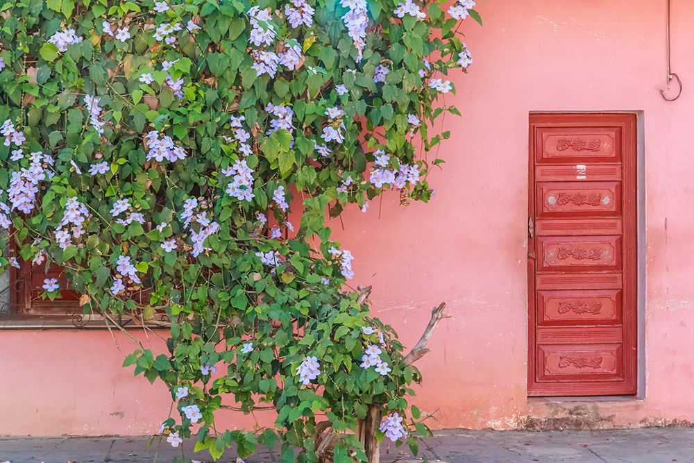 Cuba, Cienfuegos. Street scenes and old buildings and doors. Bougainvillea vines growing on wall. art print by Emily M. Wilson for $57.95 CAD