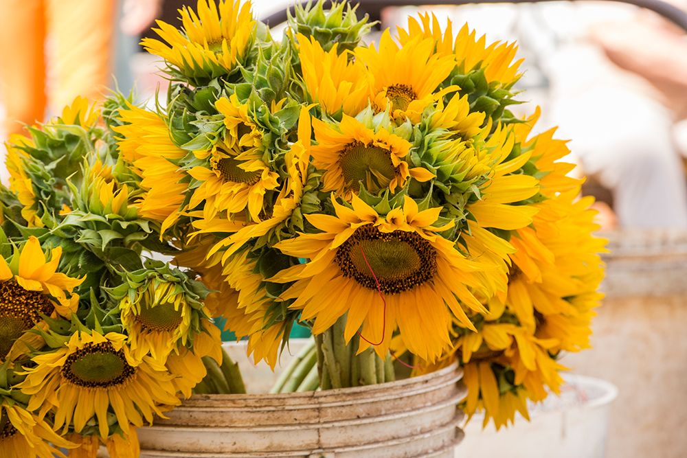Cuba, Havana. Sunflowers for sale, street market. art print by Emily M. Wilson for $57.95 CAD