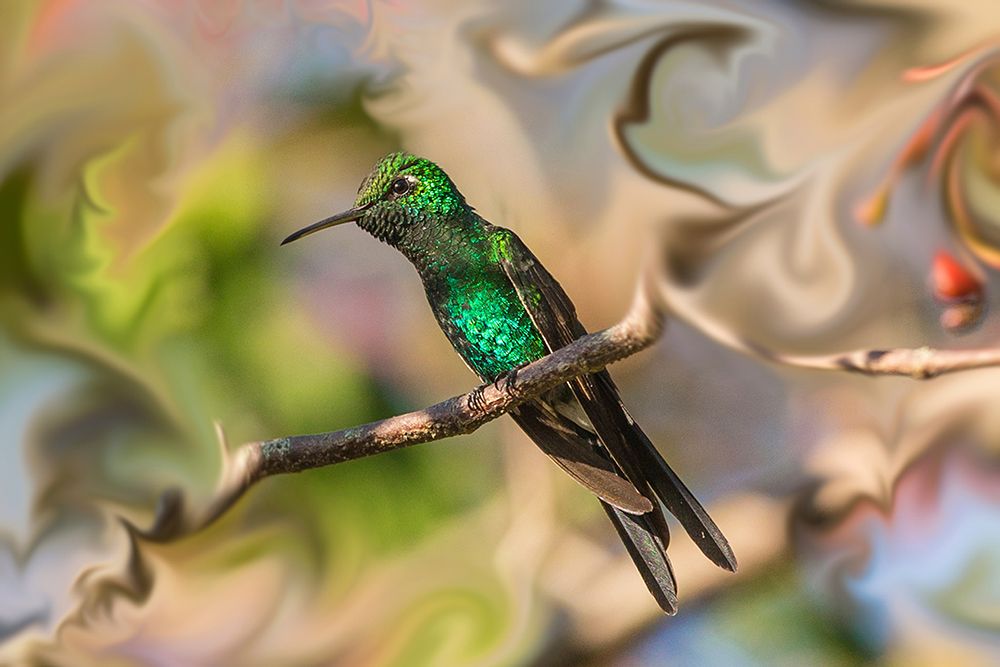 Cuba. An artistic rendering of a bee hummingbird. art print by Janet Muir for $57.95 CAD