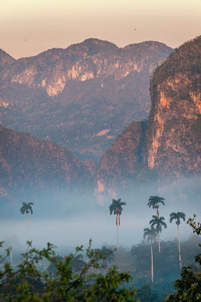 Morning fog rises from the palm tree lined Vinales Valley-Cuba art print by Janis Miglavs for $57.95 CAD