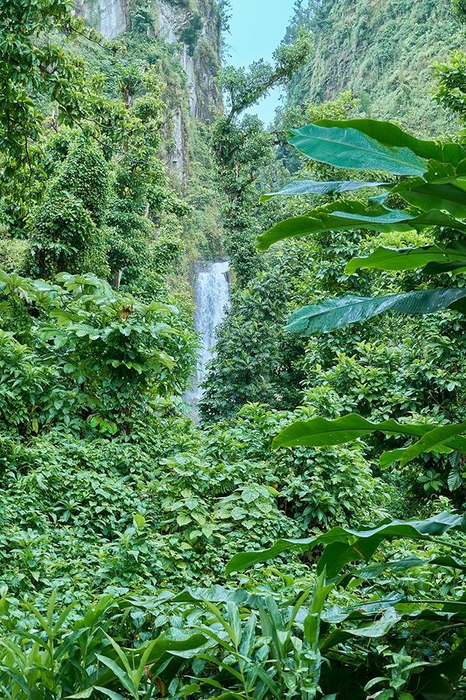 Caribbean-West Indies-Dominica Island One of Dominicas most popular natural attractions art print by Karl Buhl for $57.95 CAD