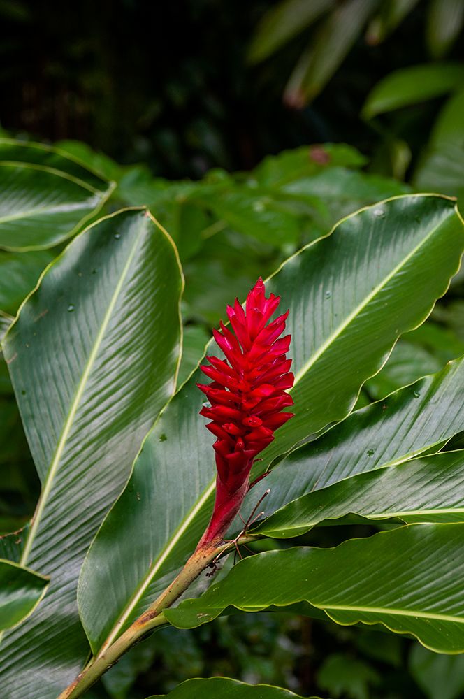 A Close-up of a red ginger flower Dominica Island-West Indies art print by Sergio Pitamitz for $57.95 CAD