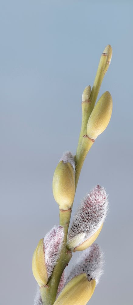 Washington State-Seabeck Pussy willows close-up art print by Jaynes Gallery for $57.95 CAD