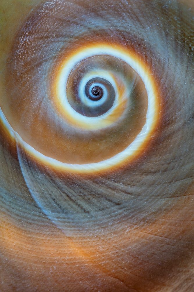 Washington State-Seabeck Spiral sea shell close-up art print by Jaynes Gallery for $57.95 CAD