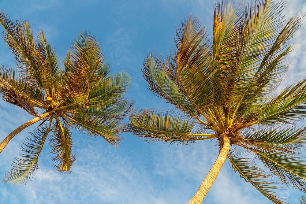 Caribbean-Grenada-Mayreau Island Palm trees against sky art print by Jaynes Gallery for $57.95 CAD