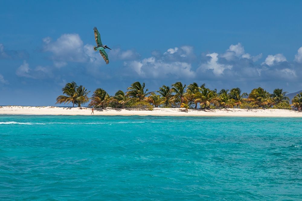 Caribbean-Grenada-Sandy Island Pelican flies over ocean shore art print by Jaynes Gallery for $57.95 CAD