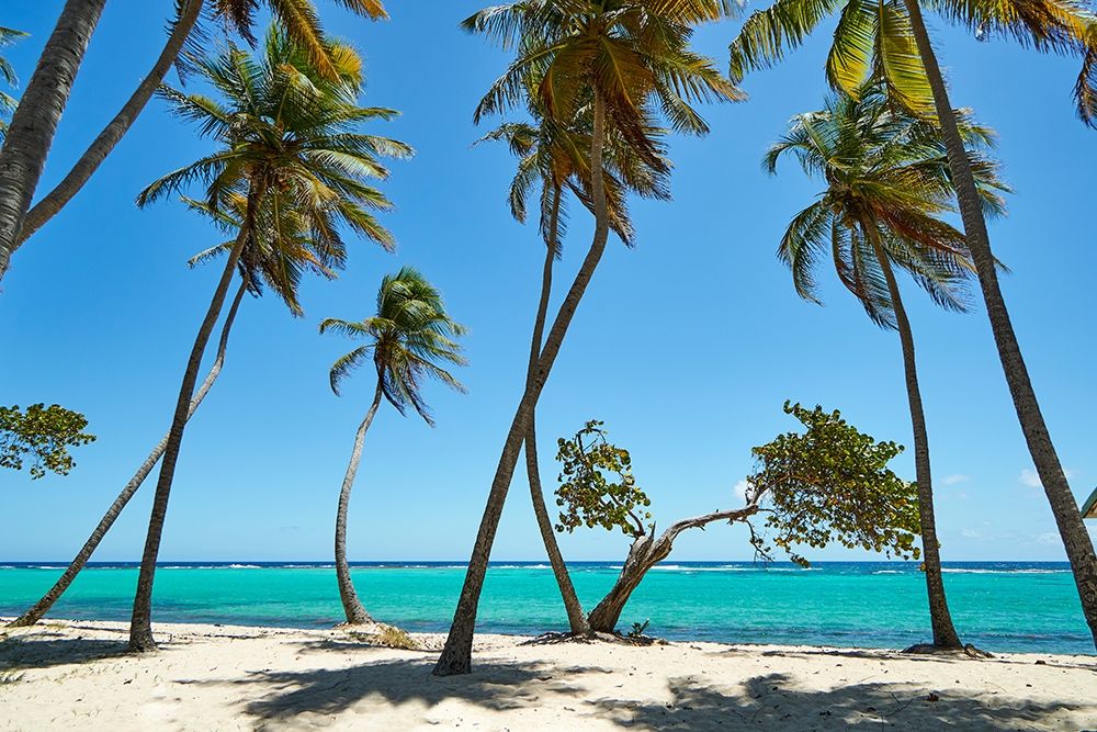 French West Indies-Guadeloupe Marie-Galante Island-part of France Beach at Capesterre art print by Karl Buhl for $57.95 CAD
