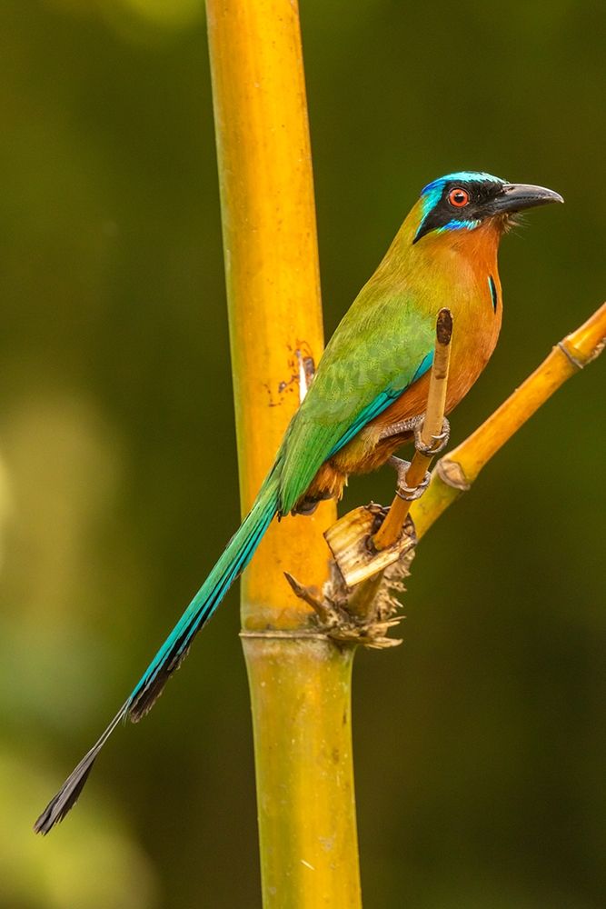 Caribbean-Tobago Motmot bird on limb art print by Jaynes Gallery for $57.95 CAD