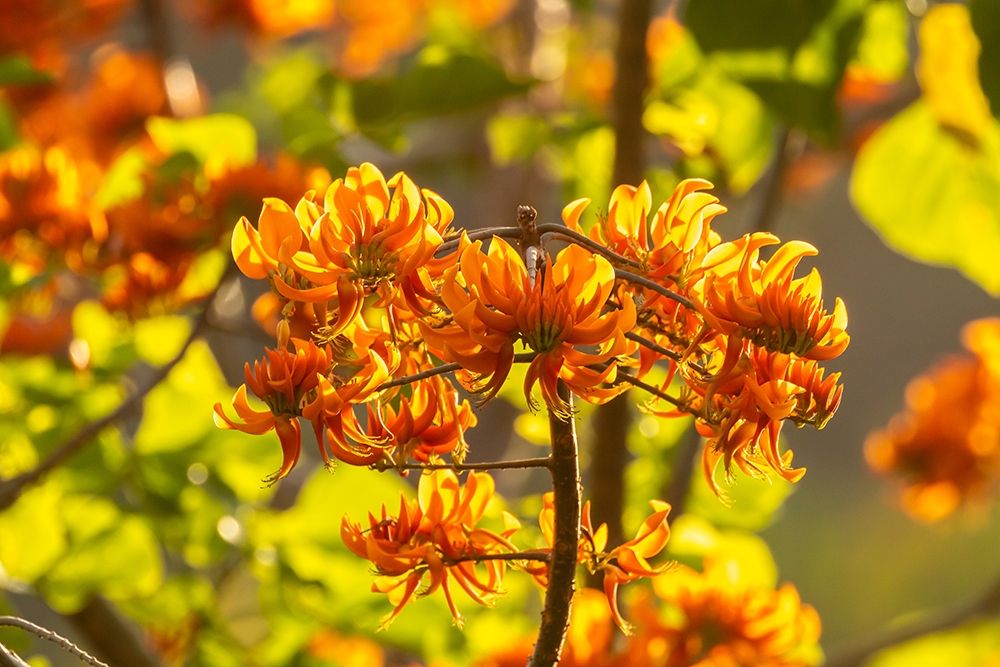 Caribbean-Tobago Close-up of flame tree blossoms art print by Jaynes Gallery for $57.95 CAD