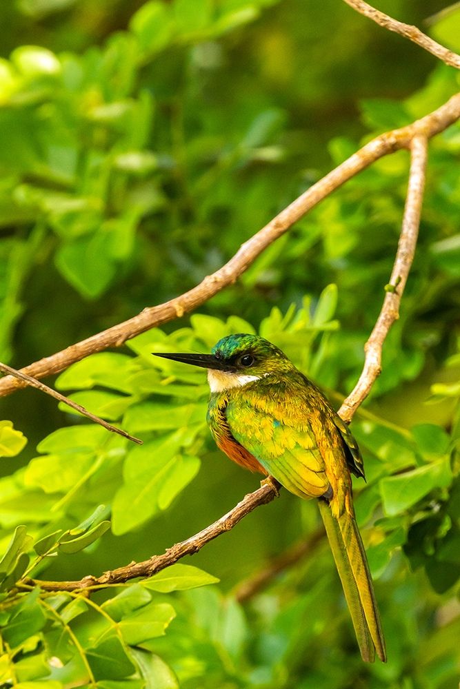 Caribbean-Tobago Rufous-tailed jacamar bird on limb art print by Jaynes Gallery for $57.95 CAD