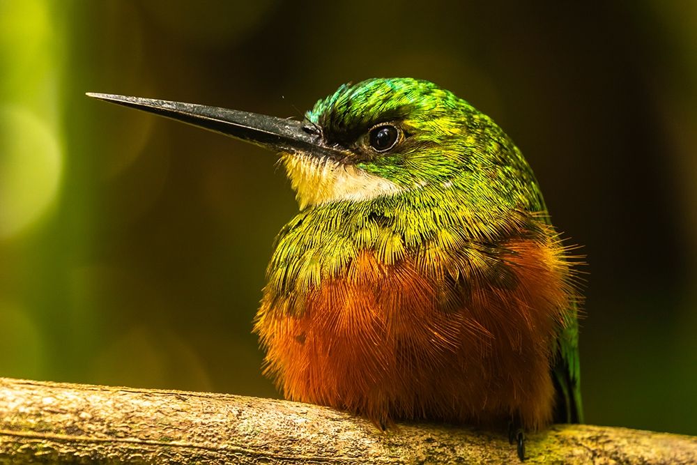 Caribbean-Tobago Rufous-tailed jacamar bird on limb art print by Jaynes Gallery for $57.95 CAD
