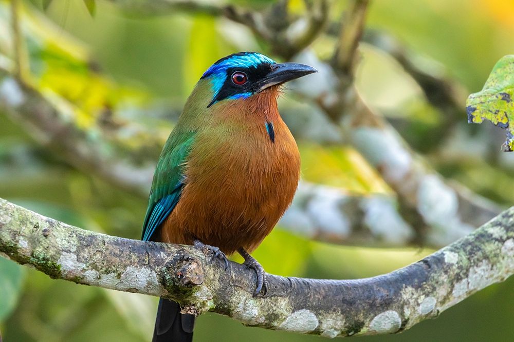 Caribbean-Tobago Motmot bird on limb art print by Jaynes Gallery for $57.95 CAD
