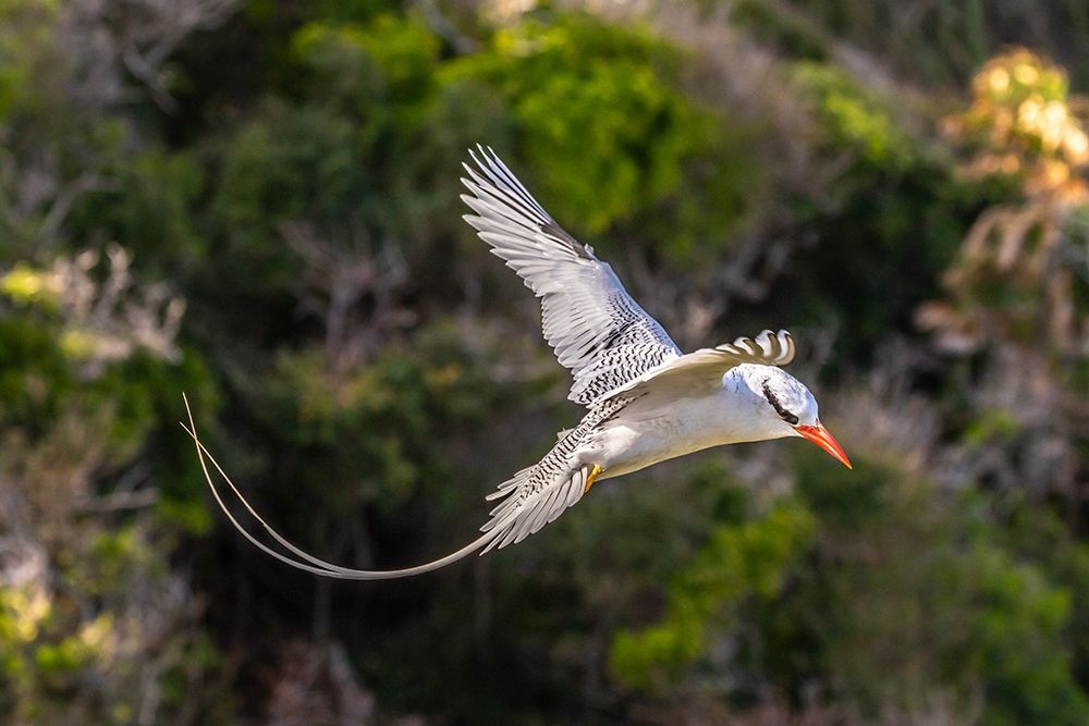Caribbean-Little Tobago Island Red-billed tropicbird in flight art print by Jaynes Gallery for $57.95 CAD