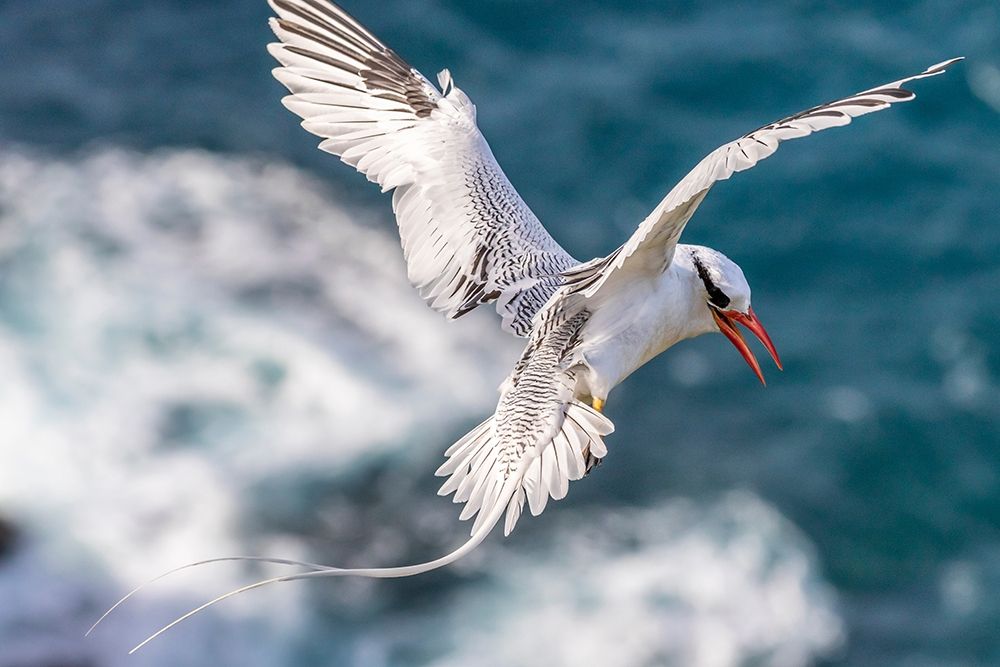 Caribbean-Little Tobago Island Red-billed tropicbird in flight art print by Jaynes Gallery for $57.95 CAD