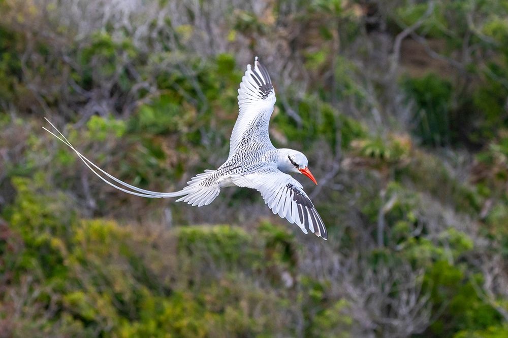 Caribbean-Little Tobago Island Red-billed tropicbird in flight art print by Jaynes Gallery for $57.95 CAD