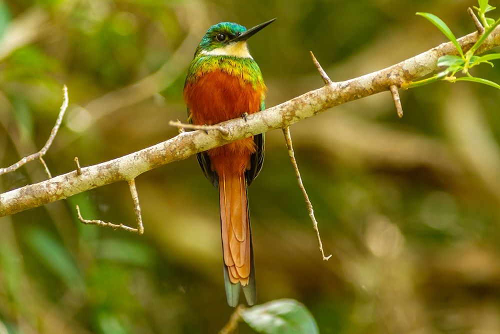 Caribbean-Tobago Rufous-tailed jacamar bird on limb art print by Jaynes Gallery for $57.95 CAD