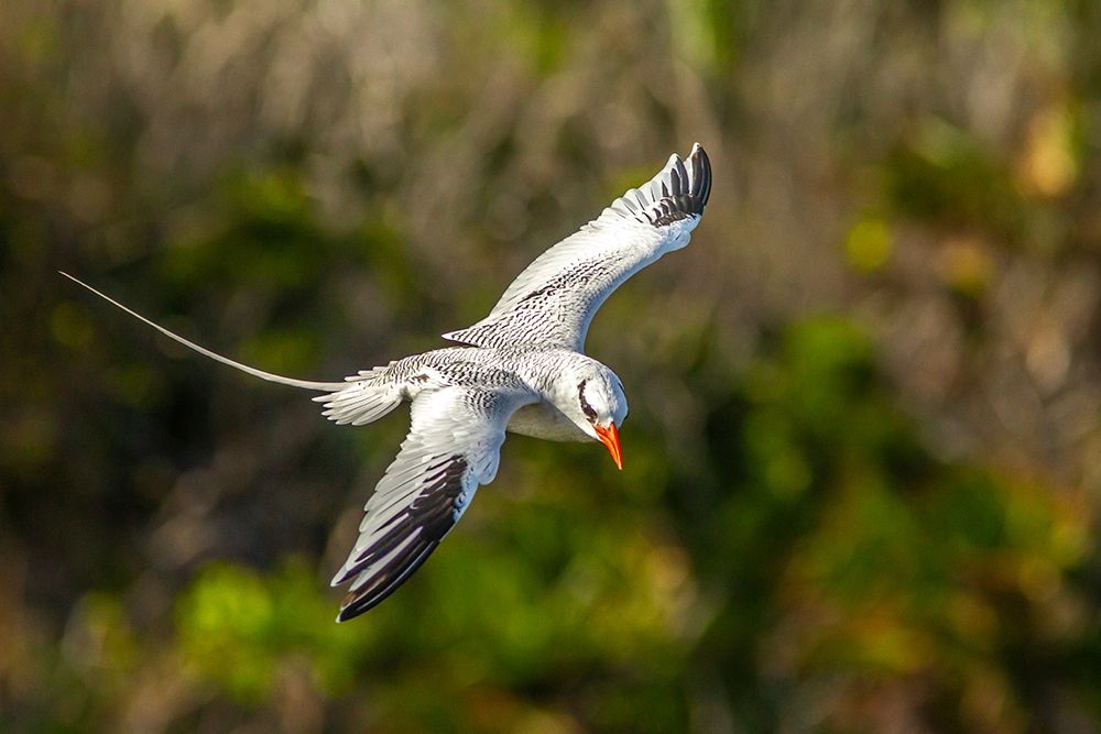Caribbean-Little Tobago Island Red-billed tropicbird in flight art print by Jaynes Gallery for $57.95 CAD