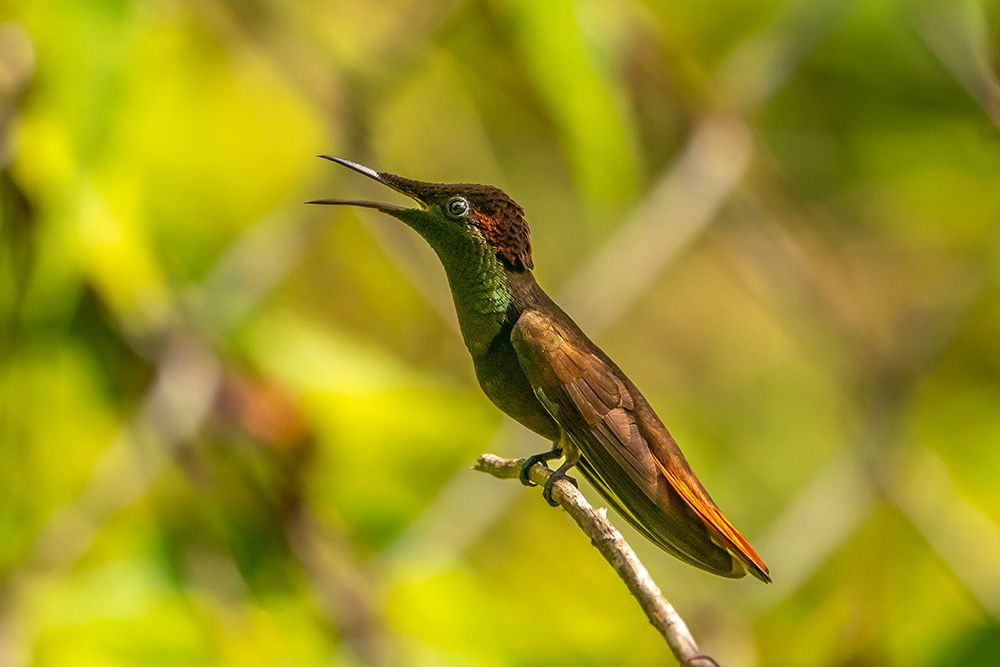 Tobago. Ruby topaz hummingbird on limb. art print by Jaynes Gallery for $57.95 CAD