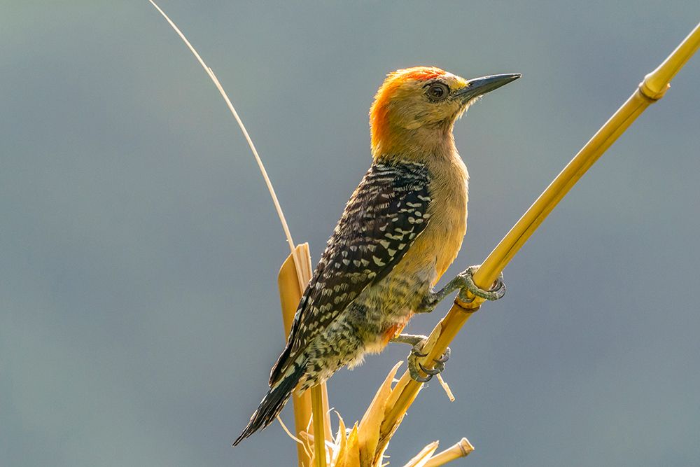 Tobago. Red-crowned woodpecker on limb. art print by Jaynes Gallery for $57.95 CAD
