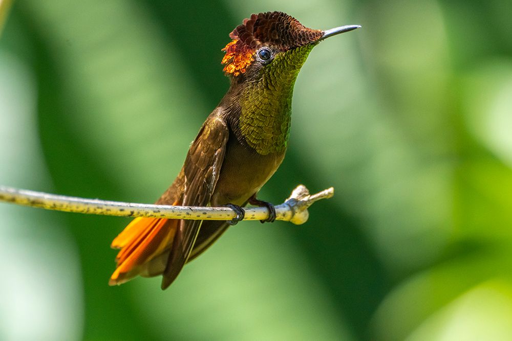 Tobago. Ruby topaz hummingbird on limb. art print by Jaynes Gallery for $57.95 CAD