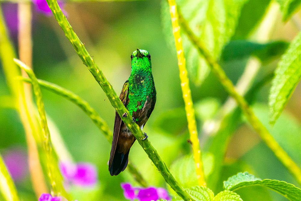 Tobago. Copper-rumped hummingbird on limb. art print by Jaynes Gallery for $57.95 CAD