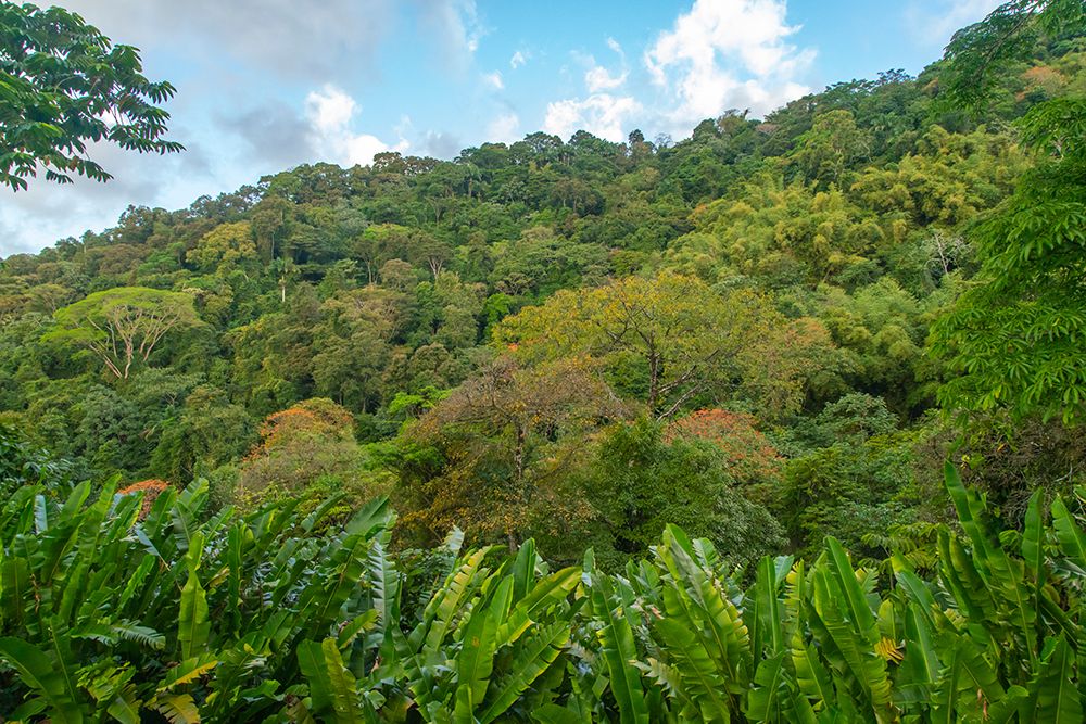 Tobago-Main Ridge Reserve. Jungle landscape on island. art print by Jaynes Gallery for $57.95 CAD