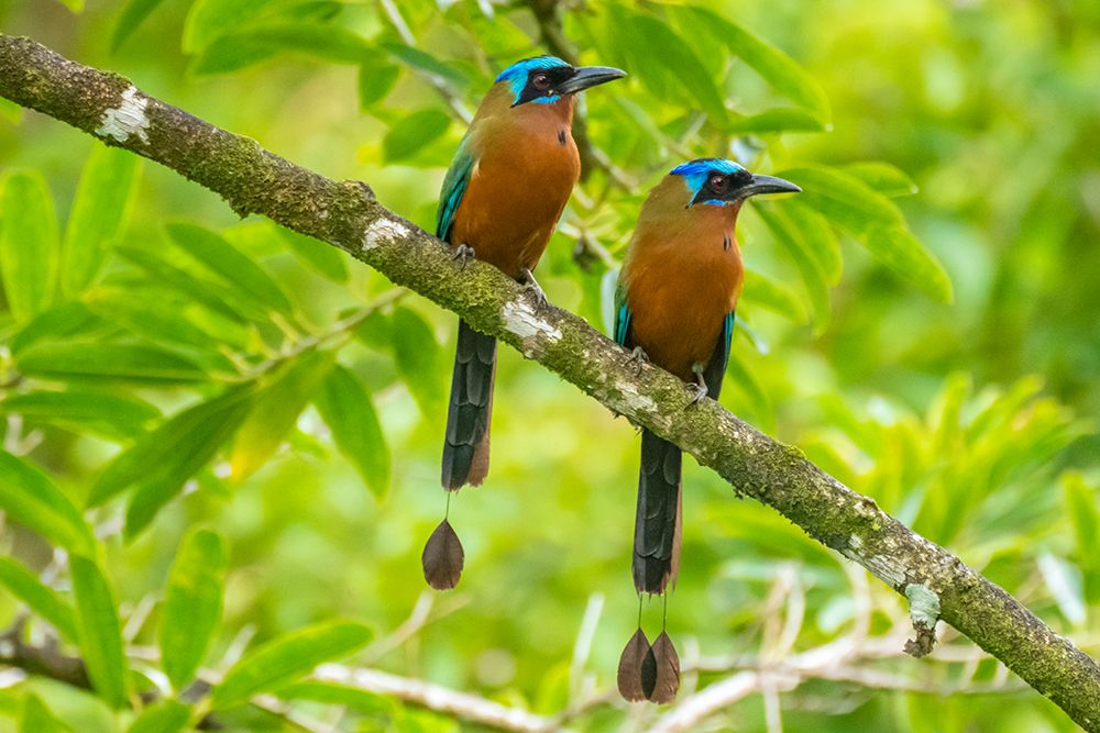 Tobago-Main Ridge Reserve. Pair of motmot birds on limb. art print by Jaynes Gallery for $57.95 CAD