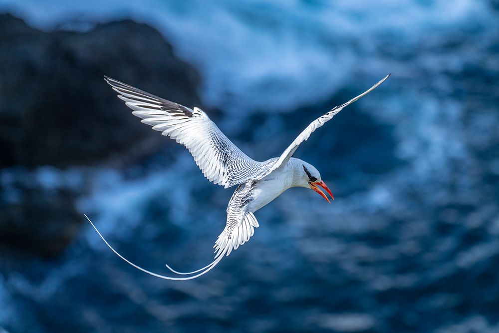 Tobago. Red-billed tropicbird in flight. art print by Jaynes Gallery for $57.95 CAD