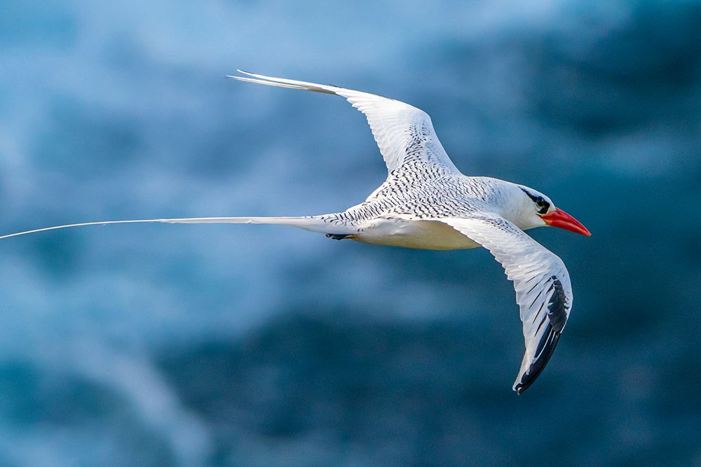 Tobago. Red-billed tropicbird in flight. art print by Jaynes Gallery for $57.95 CAD