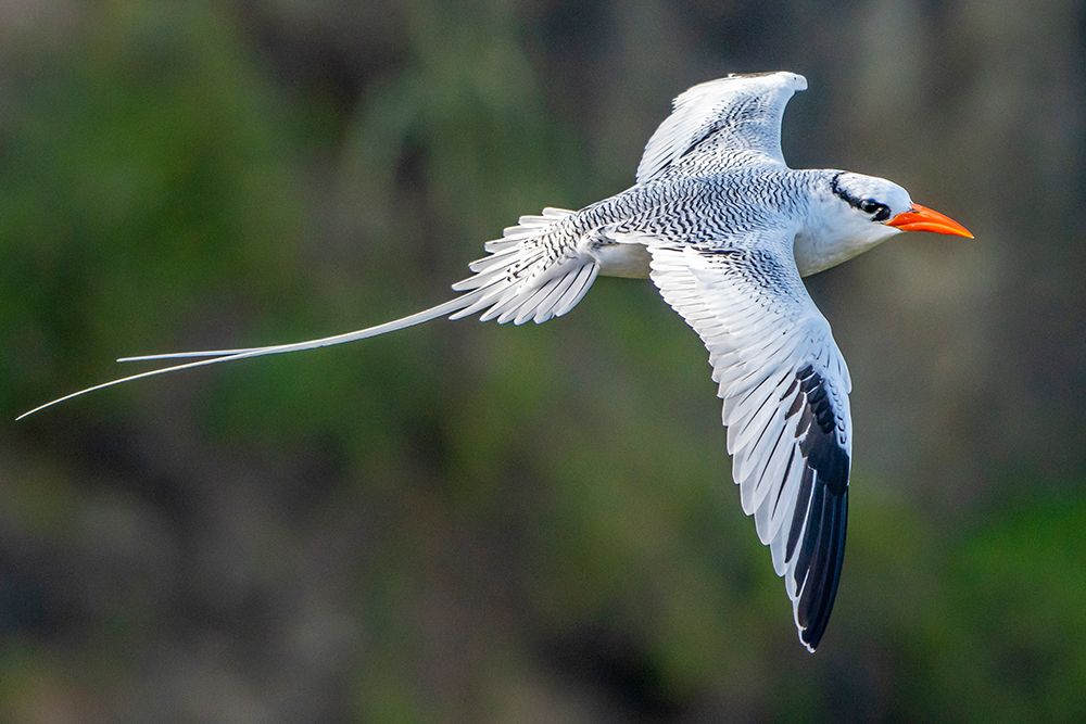 Tobago. Red-billed tropicbird in flight. art print by Jaynes Gallery for $57.95 CAD