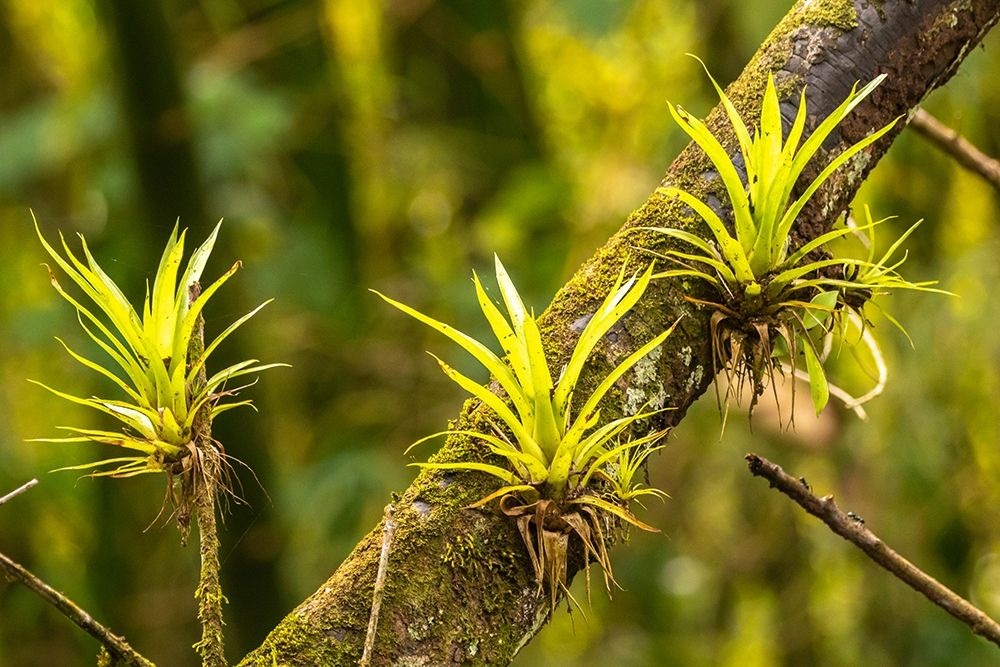 Caribbean-Trinidad-Asa Wright Nature Center Bromeliads growing on tree art print by Jaynes Gallery for $57.95 CAD