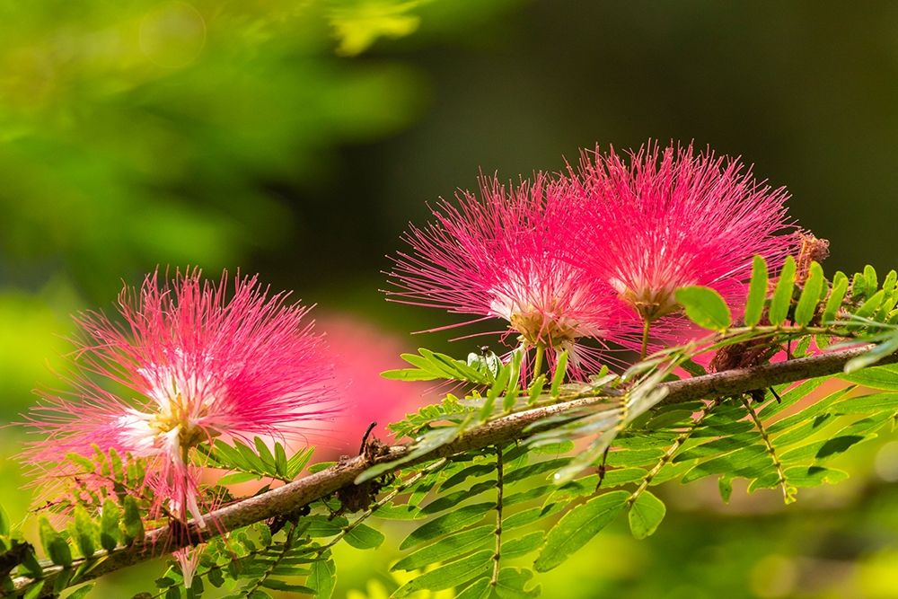 Caribbean-Trinidad-Asa Wright Nature Center Mimosa blossoms close-up art print by Jaynes Gallery for $57.95 CAD