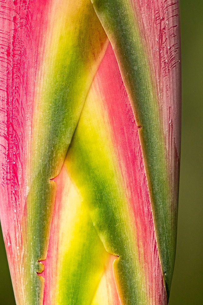 Caribbean-Trinidad-Asa Wright Nature Center Heliconia plant close-up art print by Jaynes Gallery for $57.95 CAD