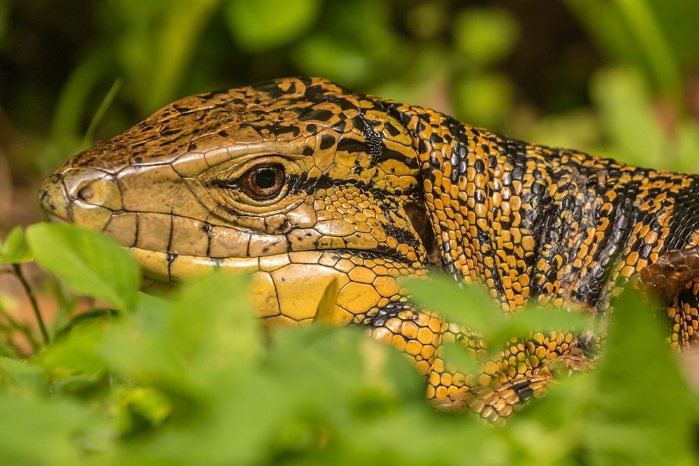 Caribbean-Trinidad-Asa Wright Nature Center Tegu lizard close-up art print by Jaynes Gallery for $57.95 CAD