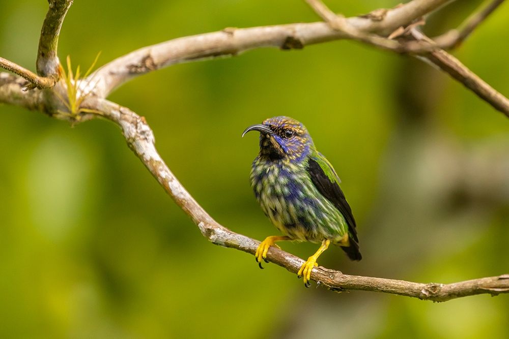 Caribbean-Trinidad-Asa Wright Nature Center Juvenile purple honeycreeper bird close-up art print by Jaynes Gallery for $57.95 CAD