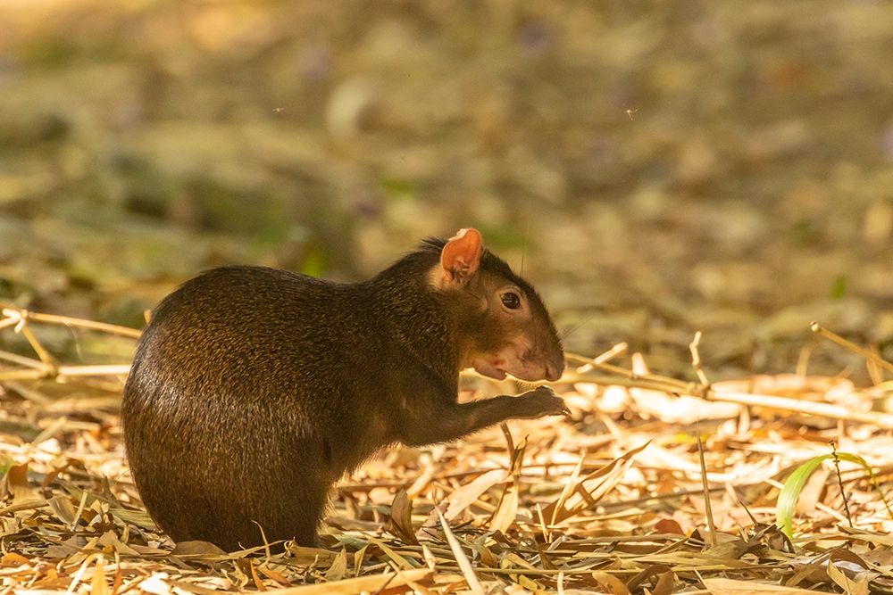 Caribbean-Trinidad-Asa Wright Nature Center Agouti eating art print by Jaynes Gallery for $57.95 CAD
