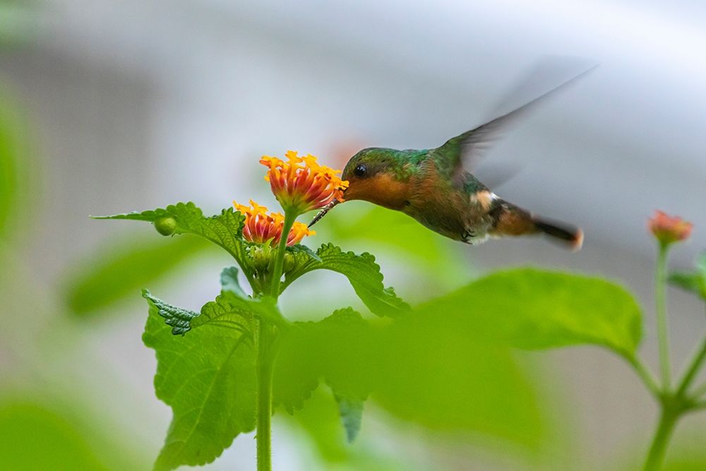 Caribbean-Trinidad-Asa Wright Nature Center Female tufted coquette hummingbird feeding art print by Jaynes Gallery for $57.95 CAD