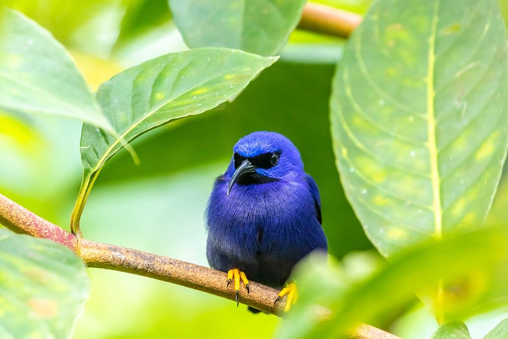 Caribbean-Trinidad-Asa Wright Nature Center Male purple honeycreeper on limb art print by Jaynes Gallery for $57.95 CAD