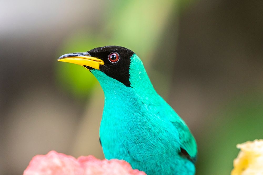 Caribbean-Trinidad-Asa Wright Nature Center Male green honeycreeper bird close-up art print by Jaynes Gallery for $57.95 CAD