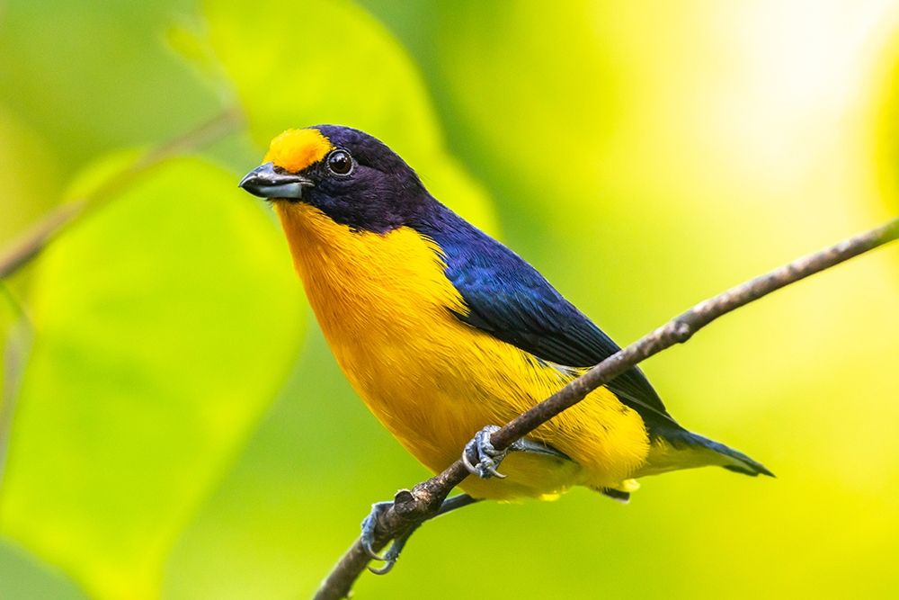 Caribbean-Trinidad-Asa Wright Nature Center Euphonia bird on limb art print by Jaynes Gallery for $57.95 CAD