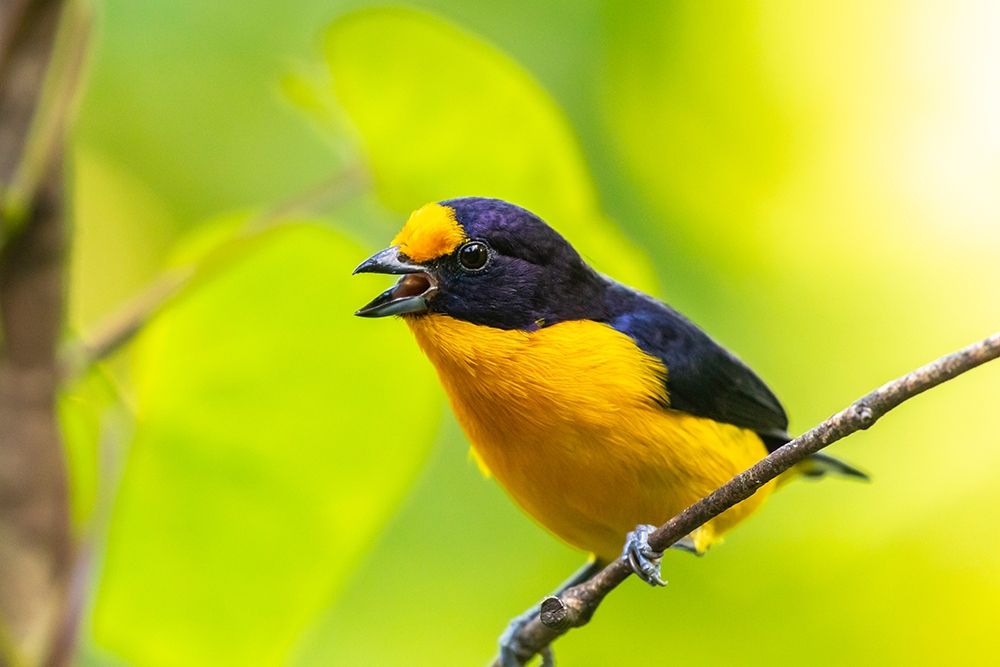 Caribbean-Trinidad-Asa Wright Nature Center Euphonia bird on limb calling art print by Jaynes Gallery for $57.95 CAD